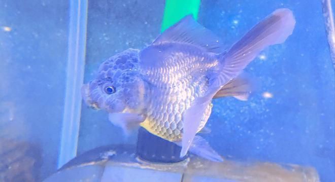 龍魚白點病和水霉病的區別在哪vs祥龍魚場：祥龍魚場的龍魚品種介紹