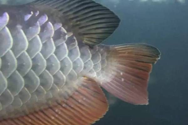 龍魚白點病和水霉病的區別在哪vs祥龍魚場：祥龍魚場的龍魚品種介紹