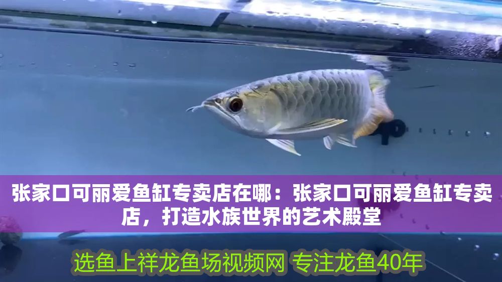 張家口可麗愛魚缸專賣店在哪：張家口可麗愛魚缸專賣店，打造水族世界的藝術殿堂
