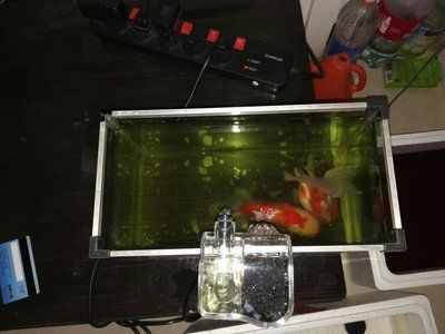 diy魚缸增氧：diy魚缸增氧方法