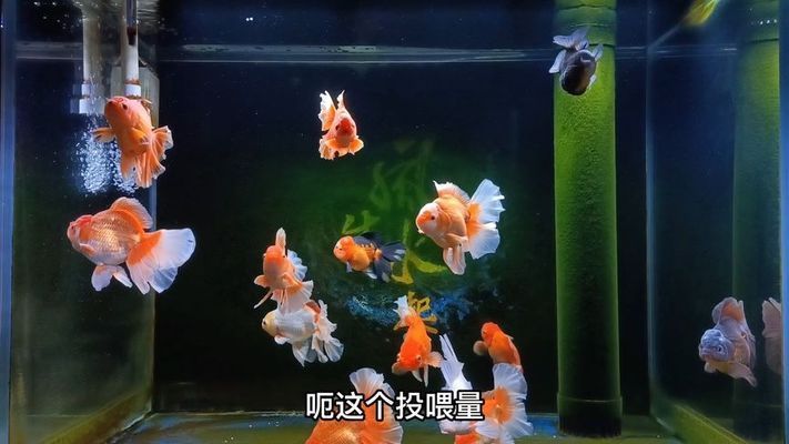 金龍魚(yú)換水溫差控制技巧：如何快速測(cè)量水溫，金龍魚(yú)水質(zhì)管理方法