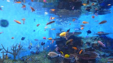 水族館是什么地方：上海海洋水族館