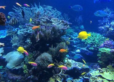 水族館是什么地方：上海海洋水族館