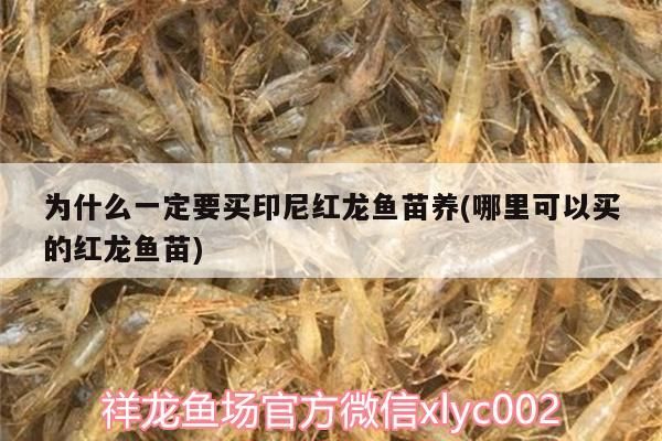 為什么一定要買印尼紅龍魚苗養(yǎng)(哪里可以買的紅龍魚苗)