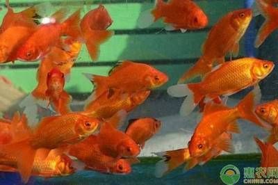 觀賞魚的前景（全球觀賞魚市場前景如何？）