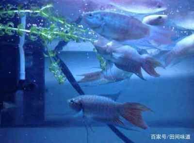 觀賞魚的前景（全球觀賞魚市場前景如何？）