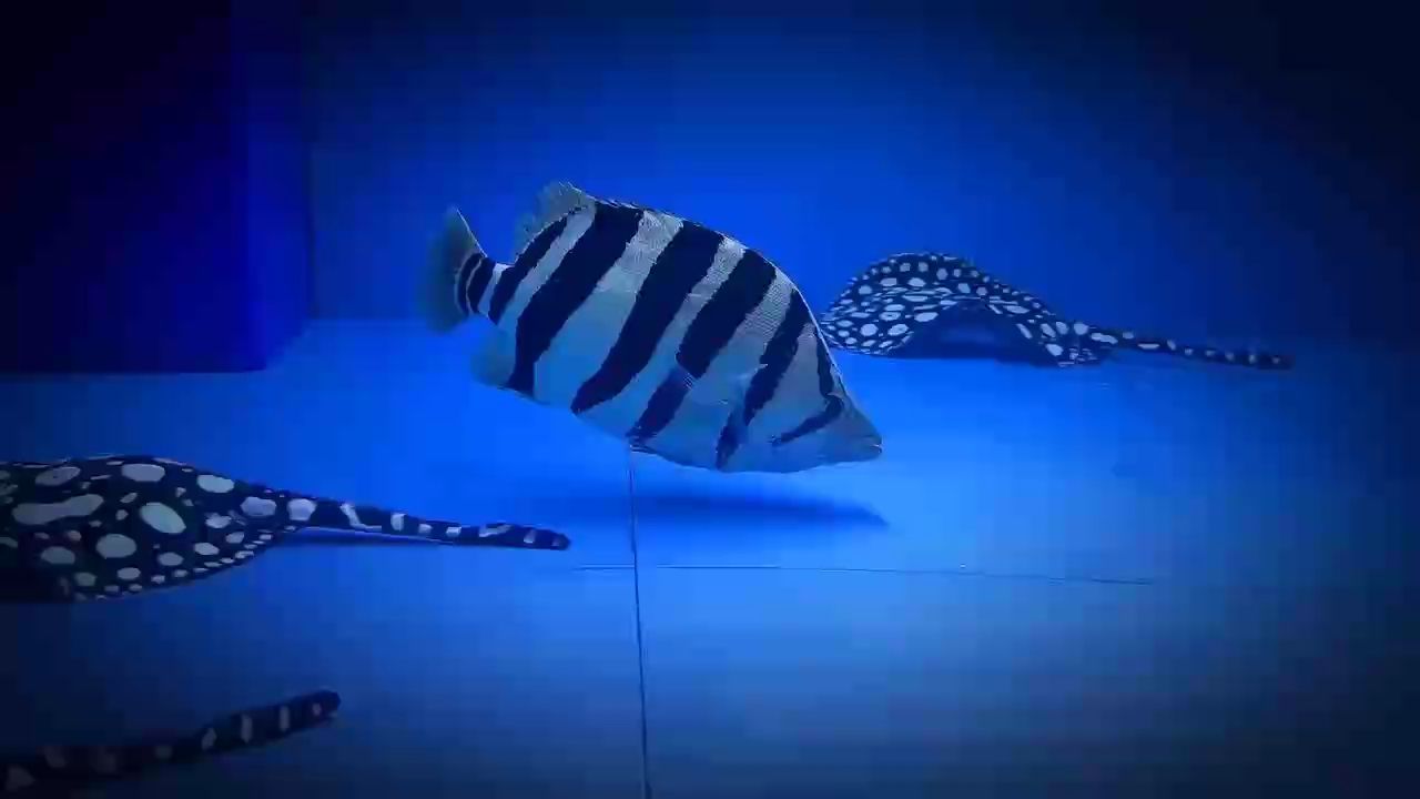 蘇虎四紋
