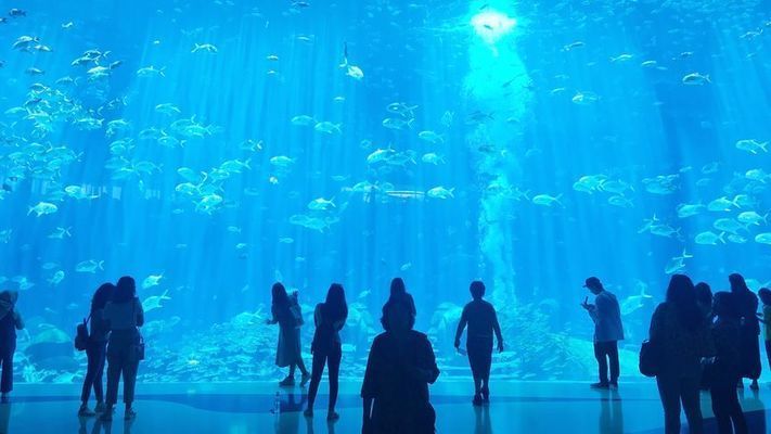 水族館長什么樣：國內外著名水族館的外觀、布局、管理運營等方面的特點