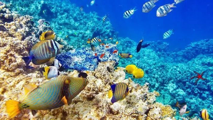 水族館店鋪里有什么動物和植物呢：水族館店鋪內(nèi)的動物和植物種類