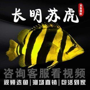 印尼虎苗，印尼虎苗價格是多少