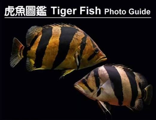 印尼虎苗，印尼虎苗價格是多少