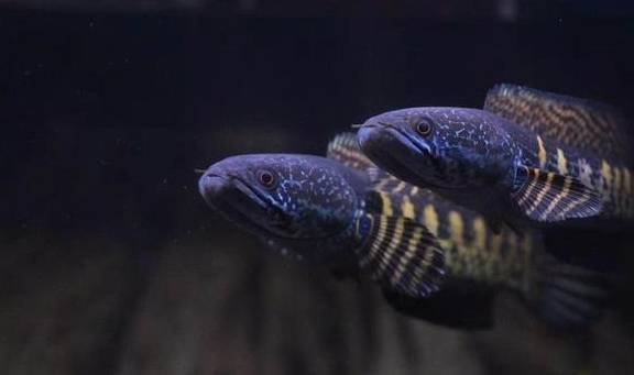 活性炭吸附魚缸黃水快嗎（活性炭吸附魚缸黃水快嗎視頻）