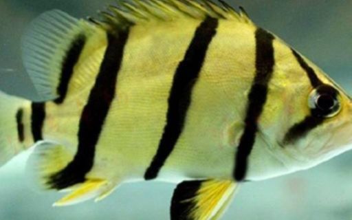 印尼虎魚多大顏色會穩定一點：印尼虎魚的顏色穩定性主要受到以下幾個因素的影響