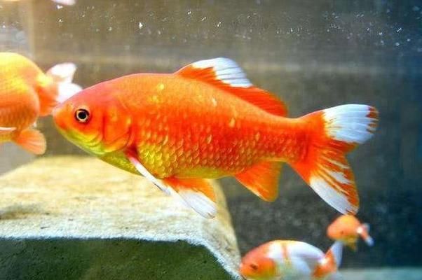 龍魚會跳缸嗎為什么不會跳缸（龍魚會跳缸嗎為什么不會跳缸呢）