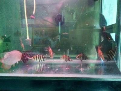 觀賞魚印尼虎怎么養(yǎng)：印尼虎魚的飼養(yǎng)環(huán)境設(shè)置是非常重要的