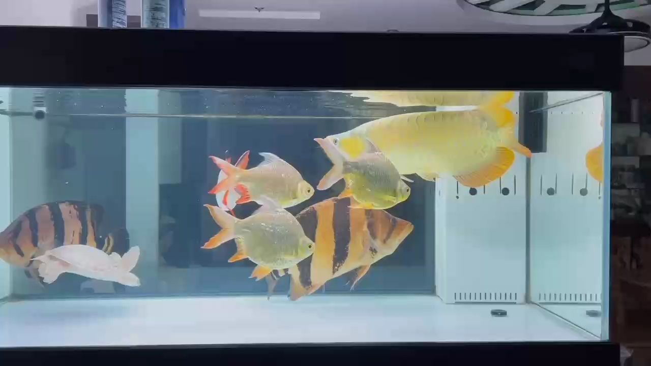 水清虎明！