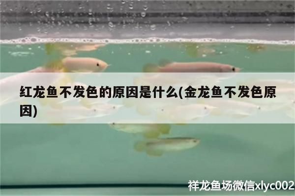 紅龍魚不發色的原因是什么(金龍魚不發色原因)