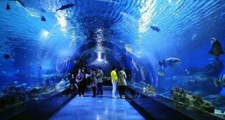 水族館免費(fèi)開放（徐州市水族展覽館2023年11月13日至17日免費(fèi)開放） 水族館免費(fèi)開放（徐州市水族展覽館2023年11月13日至17日免費(fèi)開放） 水族館百科（水族館加盟） 第5張