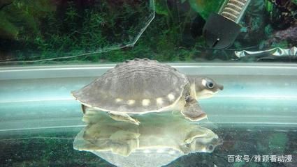 豬鼻龜 活體：關于豬鼻龜的介紹