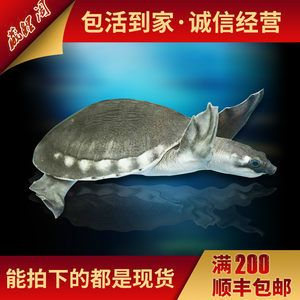 豬鼻龜 活體：關于豬鼻龜的介紹