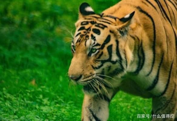 印尼虎黑紋不明顯圖片：印尼虎黑紋 印尼虎黑紋不明顯圖片：印尼虎黑紋 虎魚百科 第2張