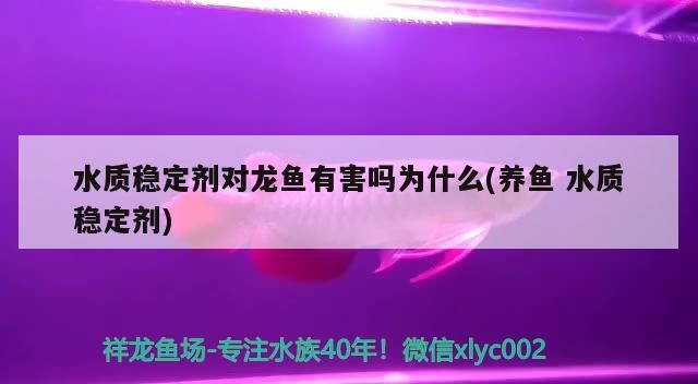 水質穩定劑對龍魚有害嗎為什么(養魚水質穩定劑)
