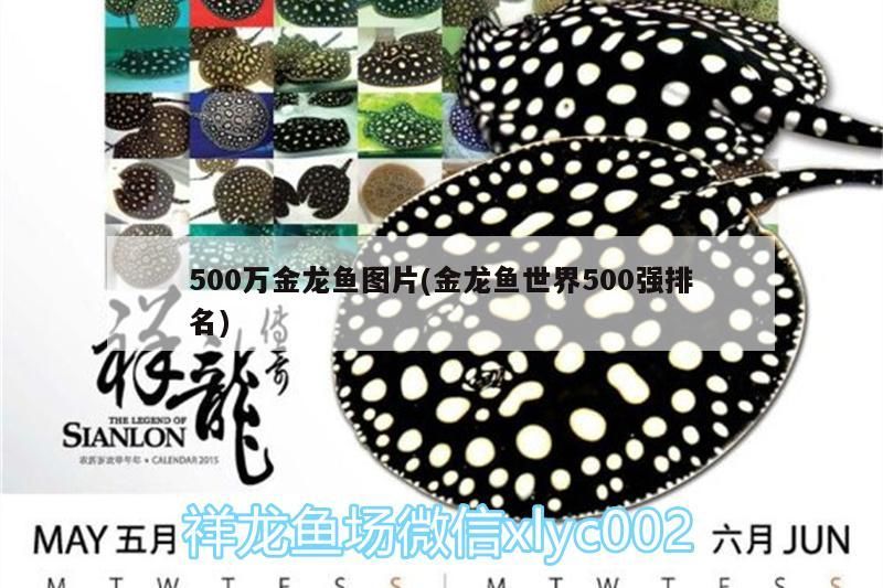 500萬金龍魚圖片(金龍魚世界500強排名)