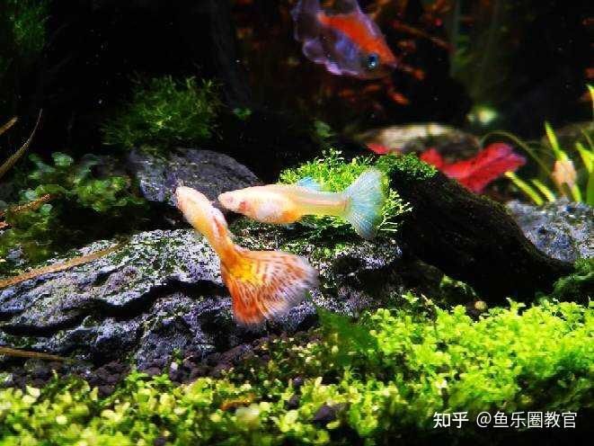 魚缸馬印神燈缸里水發綠：魚缸水發綠怎么辦