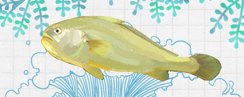 黃花魚有魚鱗嗎是無鱗魚嗎