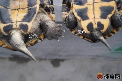 豬鼻龜幼崽和甲魚(yú)的區(qū)別圖片：豬鼻龜與甲魚(yú)的區(qū)別