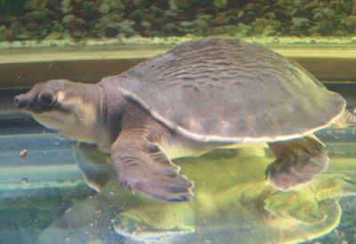 豬鼻龜幼崽和甲魚(yú)的區(qū)別圖片：豬鼻龜與甲魚(yú)的區(qū)別