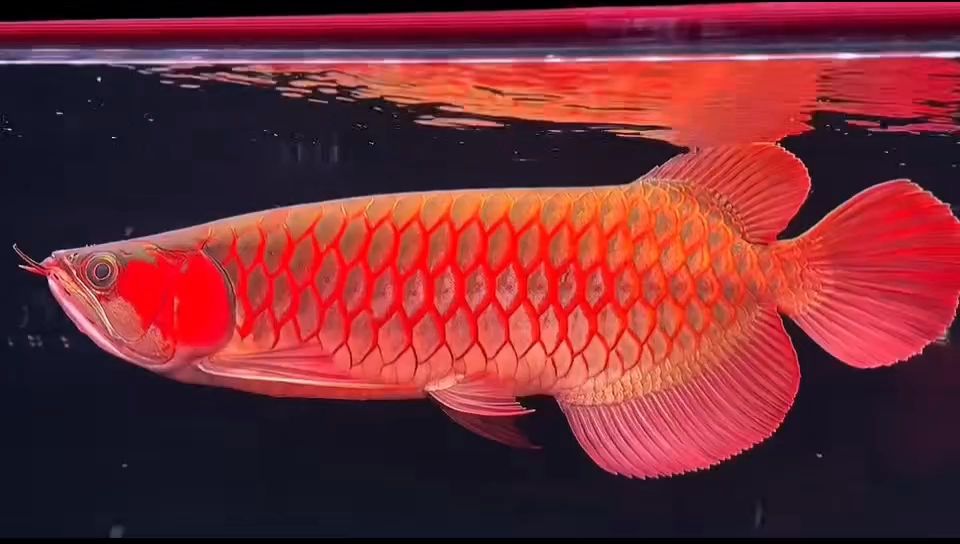 44-45分 超血紅龍