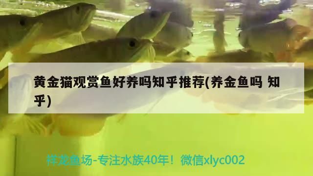 黃金貓觀賞魚好養嗎知乎推薦(養金魚嗎知乎)