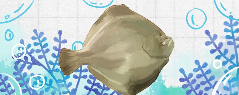 比目魚和多寶魚一樣嗎有什么區別