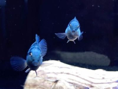 招財魚有幾種品種，，招財魚是什么品種招財魚是什么品種招財魚是什么品種