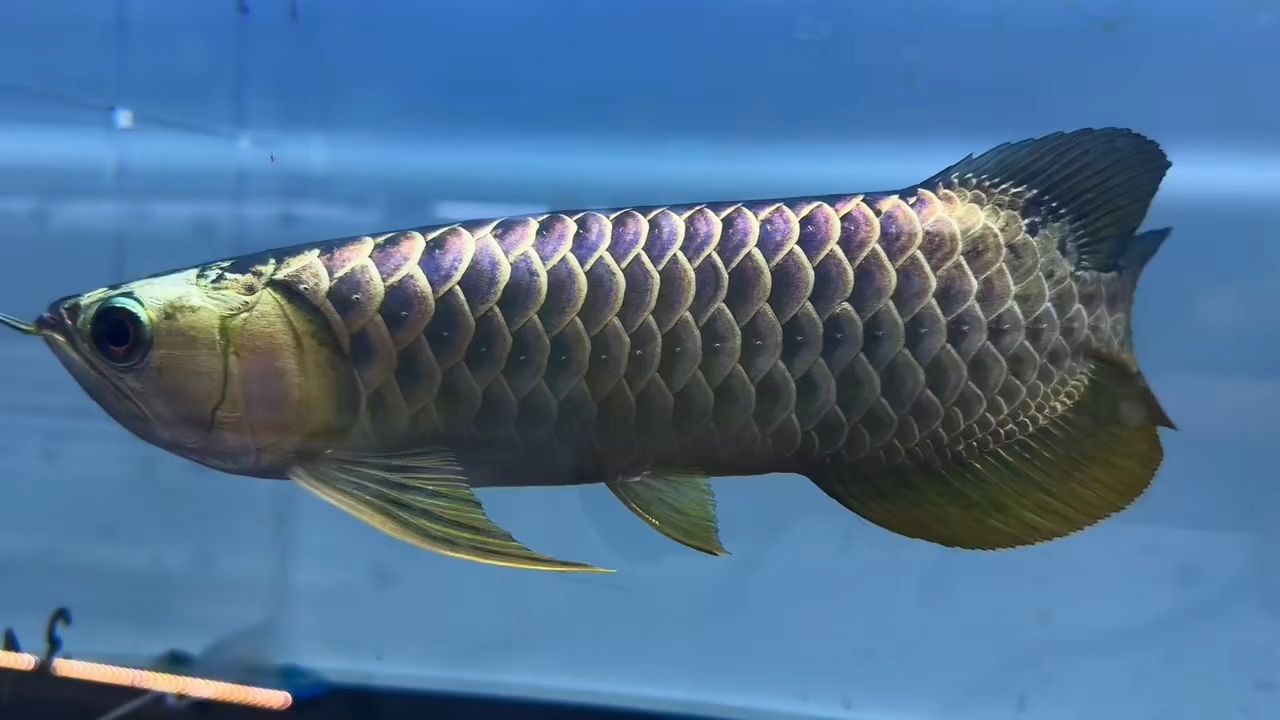 精品古典 炮彈頭 紫蘭底