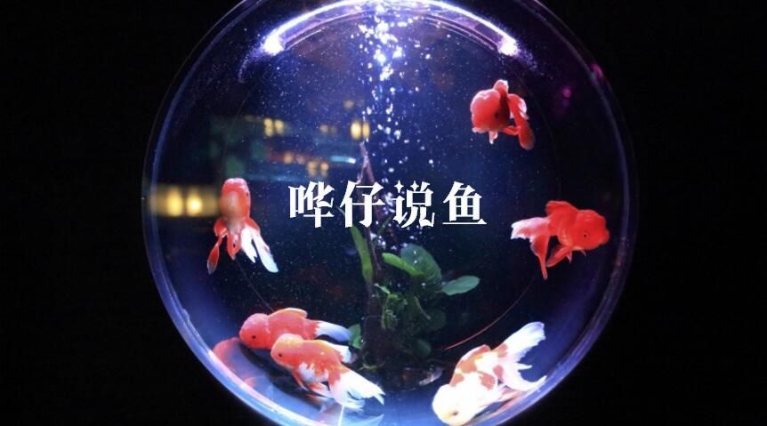 開個(gè)水族館賺錢嗎現(xiàn)在還能做嗎知乎：水族館市場競爭現(xiàn)狀分析水族館特色服務(wù)有哪些創(chuàng)意