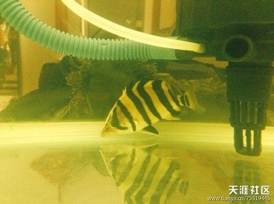 小虎魚發白：小虎魚發白可能是由于多種原因引起的，小虎魚發白的原因及處理方法