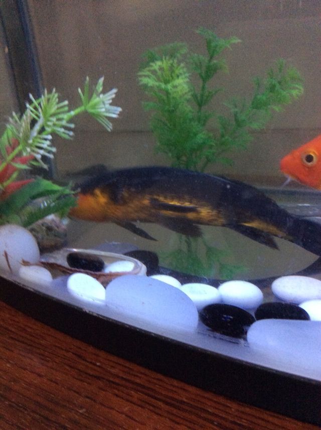 小黑鯉死了 黃金貓魚百科 第2張 小黑鯉死了 小黑鯉死了 黃金貓魚百科 第2張
