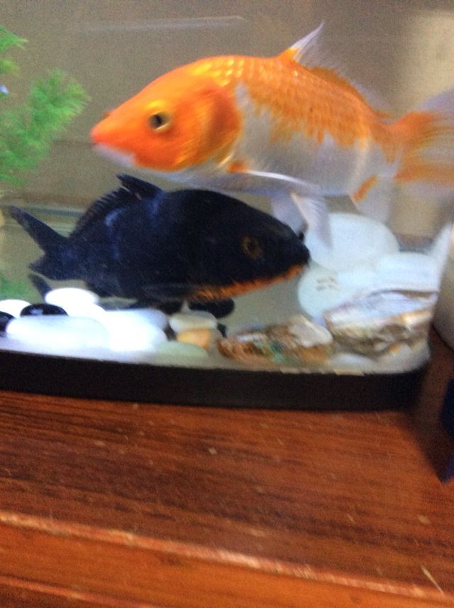 小黑鯉死了 黃金貓魚百科 第3張 小黑鯉死了 小黑鯉死了 黃金貓魚百科 第3張