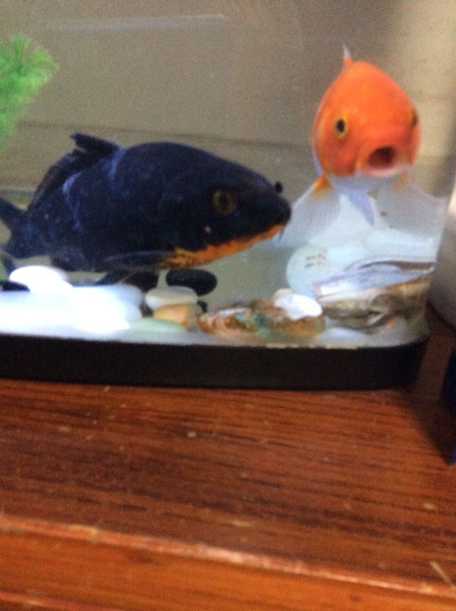 小黑鯉死了 黃金貓魚百科 第4張 小黑鯉死了 小黑鯉死了 黃金貓魚百科 第4張