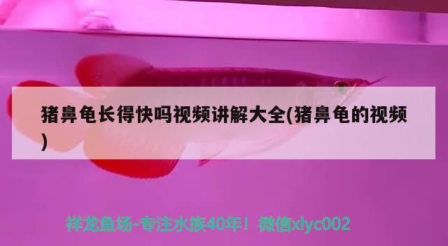 豬鼻龜長得快嗎視頻講解大全(豬鼻龜的視頻)