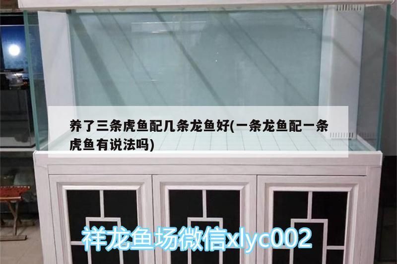 養(yǎng)了三條虎魚(yú)配幾條龍魚(yú)好(一條龍魚(yú)配一條虎魚(yú)有說(shuō)法嗎)
