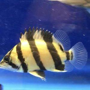 如何區(qū)分幼魚(yú)的蘇虎與印尼虎，如何區(qū)分幼魚(yú)的蘇虎與印尼虎魚(yú)的基本特征