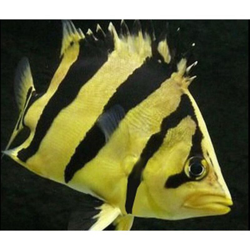 如何區(qū)分幼魚(yú)的蘇虎與印尼虎，如何區(qū)分幼魚(yú)的蘇虎與印尼虎魚(yú)的基本特征