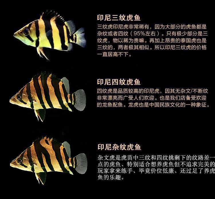 如何區(qū)分幼魚(yú)的蘇虎與印尼虎，如何區(qū)分幼魚(yú)的蘇虎與印尼虎魚(yú)的基本特征