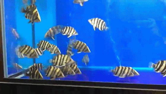 如何區(qū)分幼魚(yú)的蘇虎與印尼虎，如何區(qū)分幼魚(yú)的蘇虎與印尼虎魚(yú)的基本特征