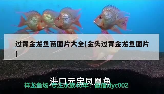 過背金龍魚苗圖片大全(金頭過背金龍魚圖片)