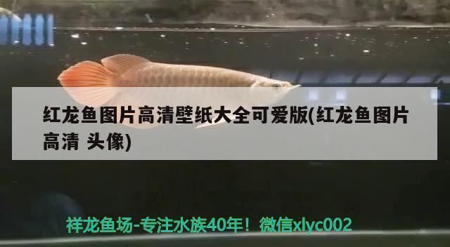 過背金龍魚成長過程視頻(金龍魚怎么看過背)