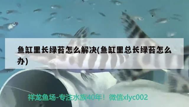 龍魚加維生素有效果嗎vs祥龍魚場：如何判斷龍魚是否缺乏維生素 龍魚加維生素有效果嗎vs祥龍魚場：如何判斷龍魚是否缺乏維生素 vs祥龍魚場 第4張